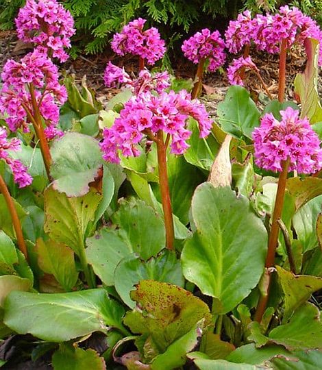 Bergenia cordifolia 'Rose'